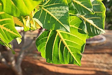 千万销量的《底特律：化身为人》，终于又双叒叕打折啦！